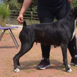 Boxers from Dark Horse Boxers