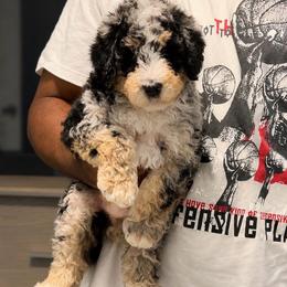 Pepper - Blue merle male Bernedoodle puppy in Richmond, Texas from Harper’s Heartbeats