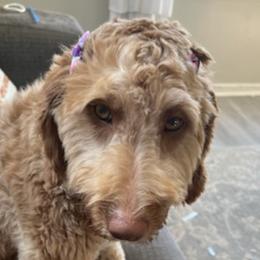 Goldendoodles from Allen’s Country Doodles