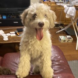 Kira - Aussiedoodle