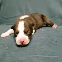Girl 1 - Siberian Husky puppy in Arkansas from Nightingale Kennels