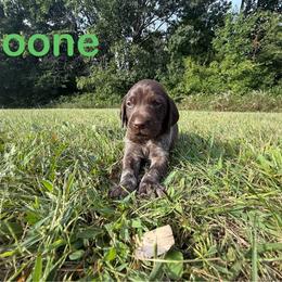 Boone - Liver roan male German Shorthaired Pointer puppy in Spring Valley, Wisconsin from Filipiak Breeders
