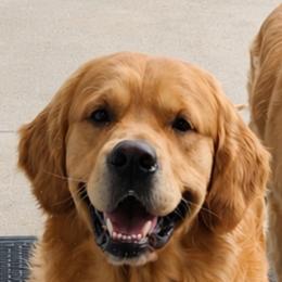 Rhett - Golden Retriever