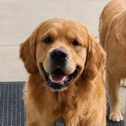 Rhett - Golden Retriever