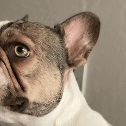 French Bulldogs from Beacon Frenchies