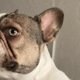 French Bulldogs from Beacon Frenchies