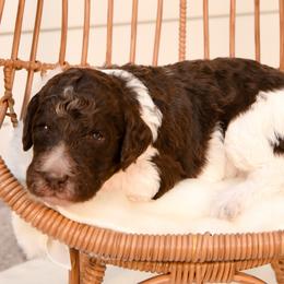 Amy Farrah Fowler - Parti female Goldendoodle puppy in Dayton, Ohio from Perks Court Doodles