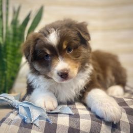 Miniature American Shepherd Puppies from 3 Barrels Kennel