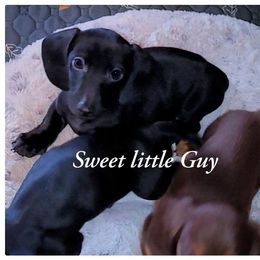 Mighty Man - Black male Dachshund puppy in Phoenix, Arizona from AZ's Prestigious Minature Dachshunds