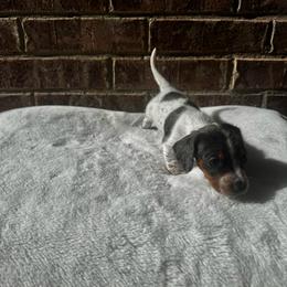 Orange Collar M - Dapple male Dachshund puppy in Odessa, Texas from K9 Royal Club