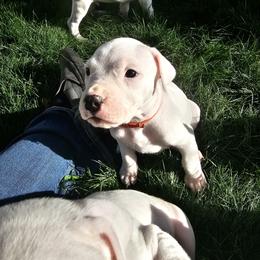 Happy - White female Dogo Argentino puppy in Bear River City, Utah from Valkka Kennels