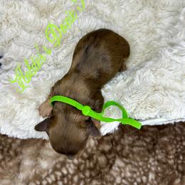 Jax - Cream male Dachshund puppy in Atwood, Oklahoma from Holder’s Doxie Farm