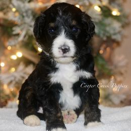 Donna Who - Tri-color female Bernedoodle puppy in Lowry City, Missouri from Cooper Creek Puppies