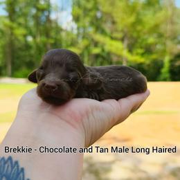 Brekkie - Chocolate and tan male Dachshund puppy in Quitman, Mississippi from S-and-A Kennels