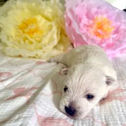 Female 1 - White female West Highland White Terrier puppy in Boaz, Alabama from Creekside Westies
