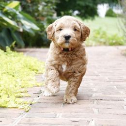 Australian Labradoodle Puppies from Willow Ridge Labradoodles