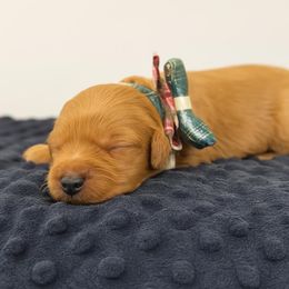 Gingerbread - Golden female Golden Retriever puppy in Salt Lake City, Utah from Soaring golden retrievers