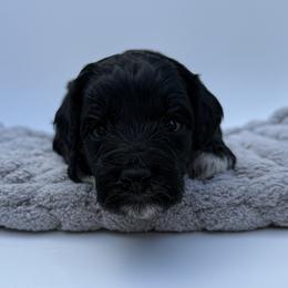 Ace - Black male Goldendoodle puppy in Clinton, Utah from Golden Law Kennels