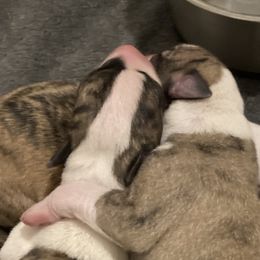 Whippets from Beloved Whippets