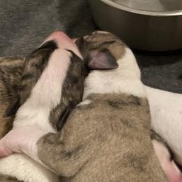 Whippets from Beloved Whippets