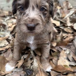 Boy 1 - Brown merle male Aussiedoodle puppy in Hillsboro, Illinois from Perfect Paws Puppies