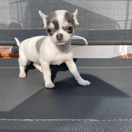 Chihuahua Puppies from Chilove Chihuahuas