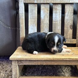 BTF - Black tri female Toy Australian Shepherd puppy in Lexington, Nebraska from Osborne's Aussies
