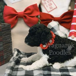 Poodle Puppies from Wagnarok Poodles