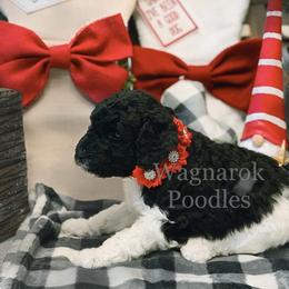 Poodle Puppies from Wagnarok Poodles