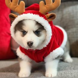 Rumor blue girl 2 - Blue female Pomsky puppy in Enid, Oklahoma from Mile Hi Pomskies