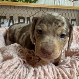 Tindra - Dapple female Dachshund puppy in Fayetteville, West Virginia from Loop Creek Dachshunds