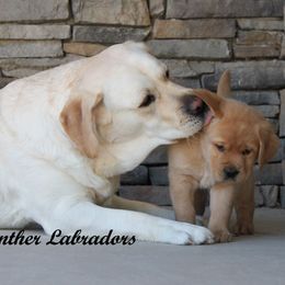 Labrador Retriever Puppies from Günther Labradors