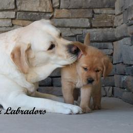 Labrador Retriever Puppies from Günther Labradors