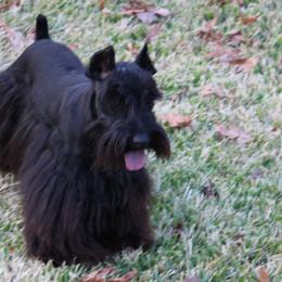 Black Jack - Miniature Schnauzer
