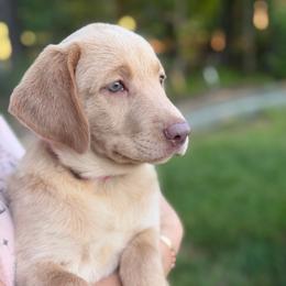 Sage - Yellow female Labrador Retriever puppy in Archer Lodge, North Carolina from Archer Lodge Labradors