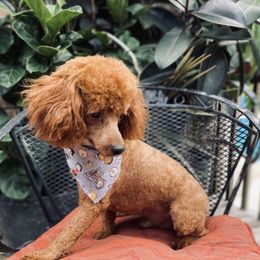 Rocket - Goldendoodle