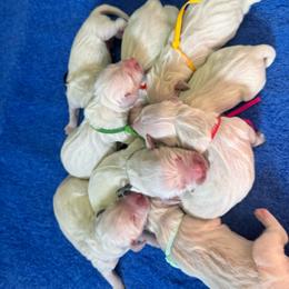 Boys - Light golden male Golden Retriever puppy in Roca, Nebraska from Oak Haven Goldens
