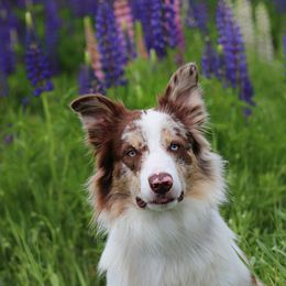 Indy - Border Collie