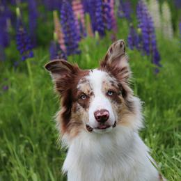 Indy - Border Collie