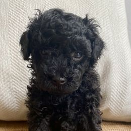 Poodle Puppies from Kennison Lane Poodles