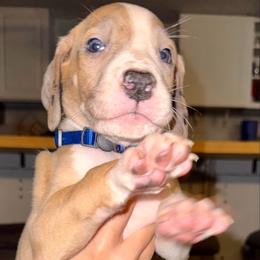 Dark blue collar - Mantle merle male Great Dane puppy in Loris, South Carolina from Days Danes