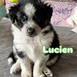 Lucien - Black tri male Miniature Australian Shepherd puppy in Valrico, Florida from Storybook Den Mini Aussies