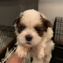 Shih Tzu Puppies from Dorothy Agrippino's Shih Tzus