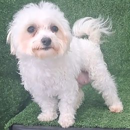 Izzy - Maltese