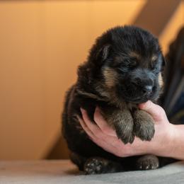 German Shepherd Puppies from Free Indeed Shepherds
