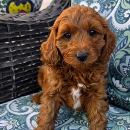 Taurus - Red  male Goldendoodle puppy in Syracuse, Utah from Just Doodling Dogs