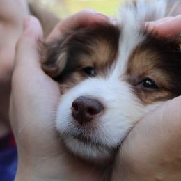 Miniature Australian Shepherd Puppies from Alexander Canines