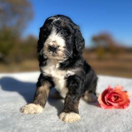 Bernice - Tri-color female Bernedoodle puppy in Osage City, Kansas from Golden Ridge Goldens