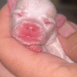 Divinity (Diva for short) - White female Chihuahua puppy in New Castle, Delaware from Sasha’s Elite Kennel LLC