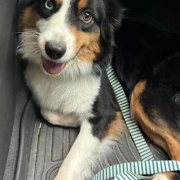 Trix - Miniature Australian Shepherd